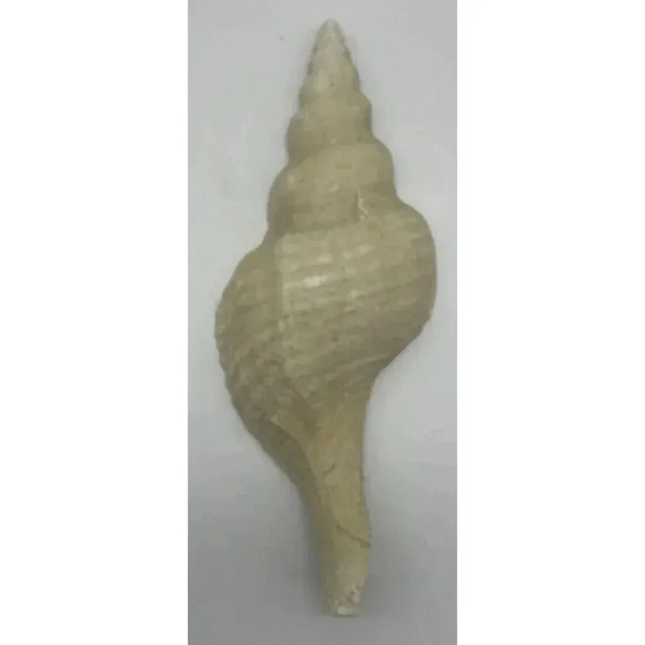 Faux Seashell Wall Art‎ 10 Inches Natural Looking Molded Cement Handmade - Picture 1 of 2
